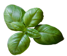 Mint Leaf